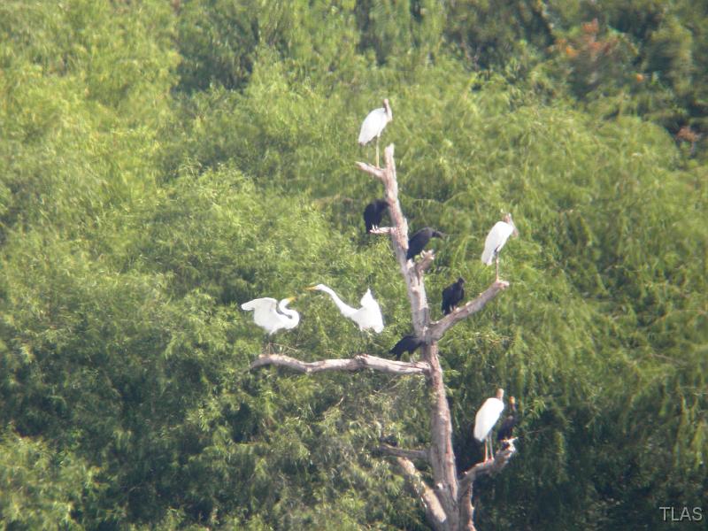 Wood Storks, Black Vultures, Cormorant, Great Egrets